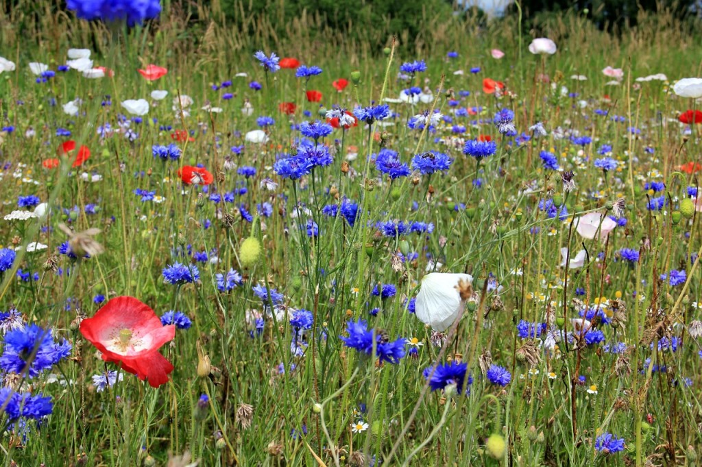 cornflowers