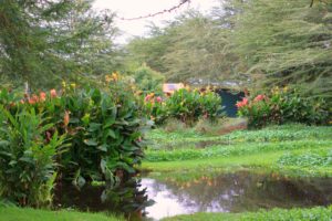 Kenia Blumen Farm Sumpf