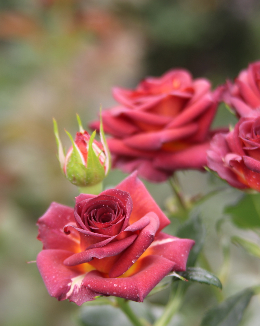 The Kenyan Flower Industry on the Path to Sustainability bettervest